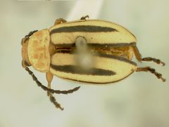 Disonycha balsbaughi by the Smithsonian. Used under a CC0 license.