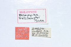 Disonycha balsbaughi by the Smithsonian. Used under a CC0 license.