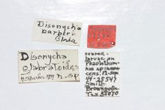 Disonycha barberi by the Smithsonian. Used under a CC0 license.