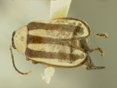 Disonycha barberi by the Smithsonian. Used under a CC0 license.