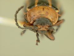 Disonycha procera by the Smithsonian. Used under a CC0 license.