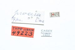 Disonycha procera by the Smithsonian. Used under a CC0 license.