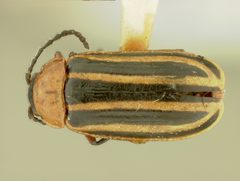 Disonycha procera by the Smithsonian. Used under a CC0 license.