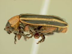 Disonycha procera by the Smithsonian. Used under a CC0 license.