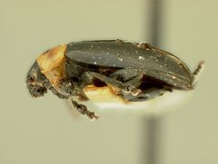 Disonycha triangularis montanensis by the Smithsonian. Used under a CC0 license.