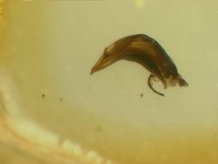 Disonycha triangularis montanensis by the Smithsonian. Used under a CC0 license.