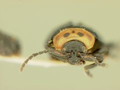 Disonycha triangularis montanensis by the Smithsonian. Used under a CC0 license.