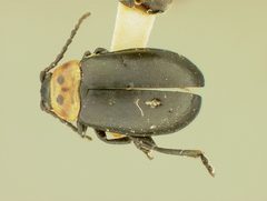 Disonycha triangularis montanensis by the Smithsonian. Used under a CC0 license.