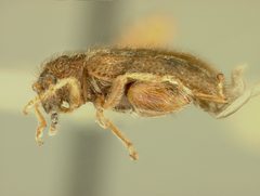 Distigmoptera apicalis by the Smithsonian. Used under a CC0 license.
