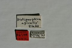 Distigmoptera apicalis by the Smithsonian. Used under a CC0 license.