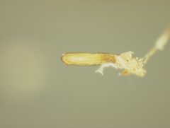 Distigmoptera apicalis by the Smithsonian. Used under a CC0 license.