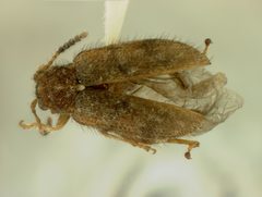 Distigmoptera apicalis by the Smithsonian. Used under a CC0 license.