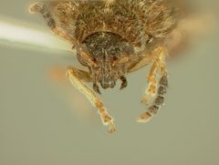 Distigmoptera apicalis by the Smithsonian. Used under a CC0 license.
