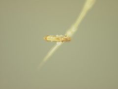 Distigmoptera borealis by the Smithsonian. Used under a CC0 license.