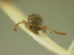 Distigmoptera borealis by the Smithsonian. Used under a CC0 license.