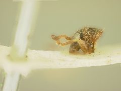 Distigmoptera borealis by the Smithsonian. Used under a CC0 license.