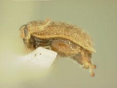 Distigmoptera borealis by the Smithsonian. Used under a CC0 license.