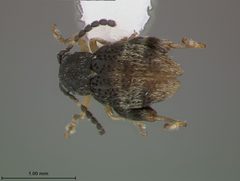 Distigmoptera chamorrae by the Smithsonian. Used under a CC0 license.