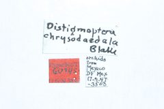 Distigmoptera chrysodaedala by the Smithsonian. Used under a CC0 license.
