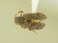 Distigmoptera chrysodaedala by the Smithsonian. Used under a CC0 license.