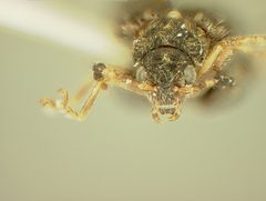 Distigmoptera chrysodaedala by the Smithsonian. Used under a CC0 license.
