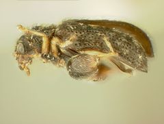 Distigmoptera chrysodaedala by the Smithsonian. Used under a CC0 license.