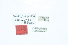 Distigmoptera schwarzi by the Smithsonian. Used under a CC0 license.