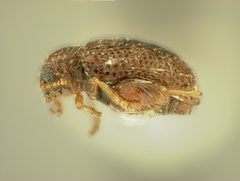 Distigmoptera schwarzi by the Smithsonian. Used under a CC0 license.