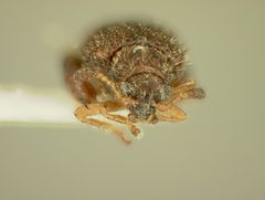 Distigmoptera schwarzi by the Smithsonian. Used under a CC0 license.