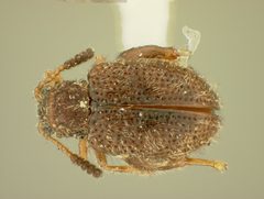 Distigmoptera schwarzi by the Smithsonian. Used under a CC0 license.