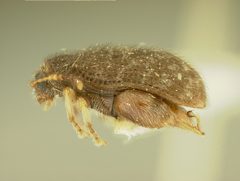 Distigmoptera texana by the Smithsonian. Used under a CC0 license.