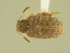 Distigmoptera texana by the Smithsonian. Used under a CC0 license.