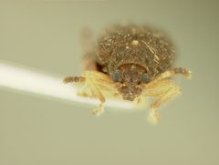 Distigmoptera texana by the Smithsonian. Used under a CC0 license.