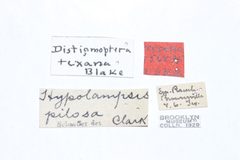Distigmoptera texana by the Smithsonian. Used under a CC0 license.