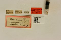 Donacia biimpressa limonia by the Smithsonian. Used under a CC0 license.
