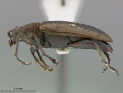 Donacia biimpressa limonia by the Smithsonian. Used under a CC0 license.