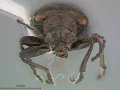 Donacia biimpressa limonia by the Smithsonian. Used under a CC0 license.