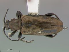 Donacia biimpressa limonia by the Smithsonian. Used under a CC0 license.