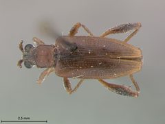 Donacia cincticornis tryphera by the Smithsonian. Used under a CC0 license.