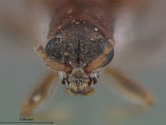 Donacia cincticornis tryphera by the Smithsonian. Used under a CC0 license.