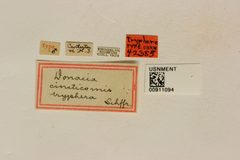 Donacia cincticornis tryphera by the Smithsonian. Used under a CC0 license.