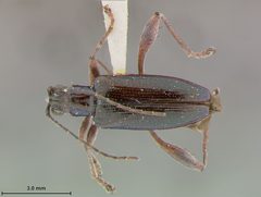 Donacia cincticornis tenuis by the Smithsonian. Used under a CC0 license.