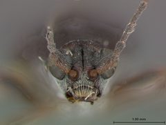 Donacia cincticornis tenuis by the Smithsonian. Used under a CC0 license.