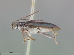 Donacia cincticornis tenuis by the Smithsonian. Used under a CC0 license.