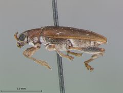 Donacia cincticornis tryphera by the Smithsonian. Used under a CC0 license.