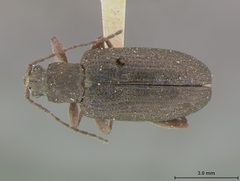 Donacia dissimilis by the Smithsonian. Used under a CC0 license.