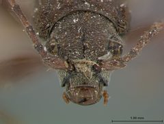 Donacia dissimilis by the Smithsonian. Used under a CC0 license.