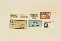 Donacia dissimilis by the Smithsonian. Used under a CC0 license.