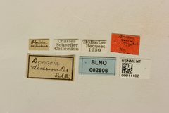 Donacia dissimilis by the Smithsonian. Used under a CC0 license.