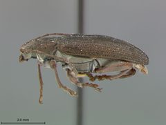 Donacia dissimilis by the Smithsonian. Used under a CC0 license.
